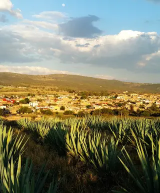 Tequila in Tequila degustieren